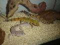 3 leoprdgekk
