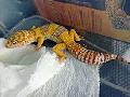 Tremper albn het. Ember leoprdgekk