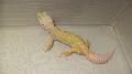 Patternless tremper leoprdgekk